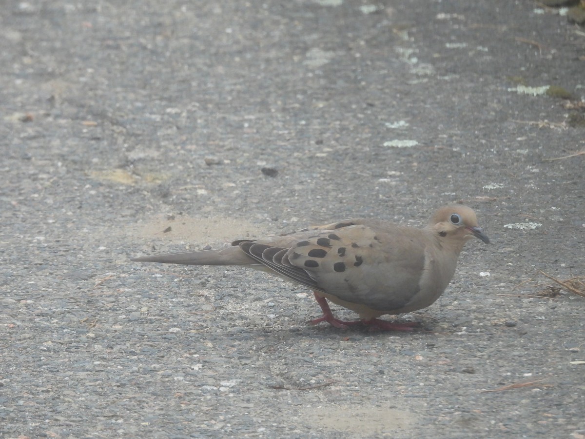 Mourning Dove - ML638654617