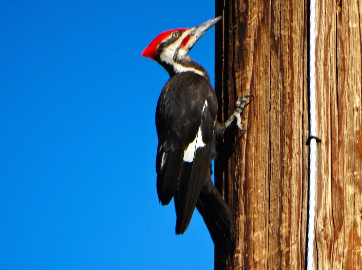 Pileated Woodpecker - ML638654618
