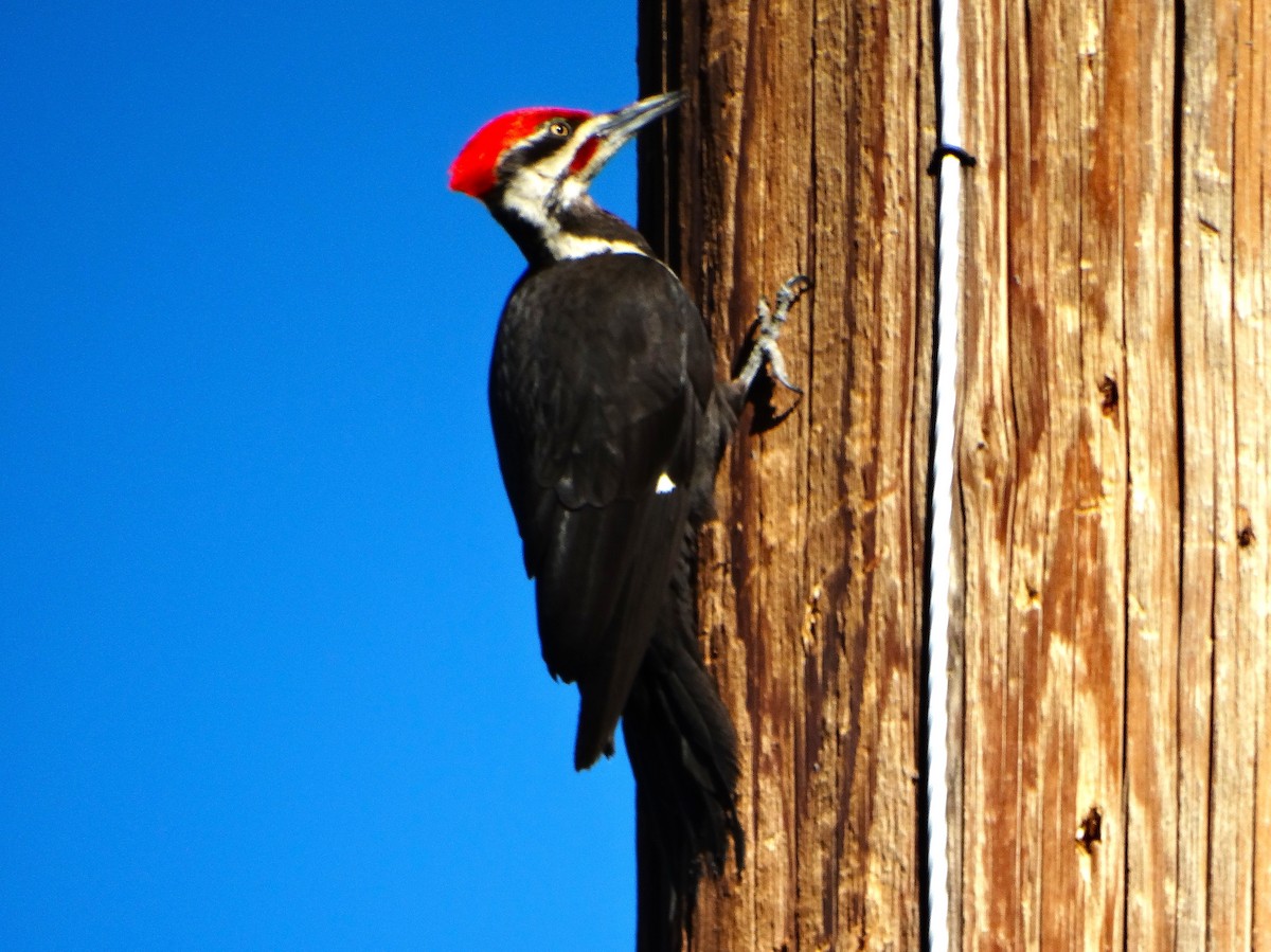 Pileated Woodpecker - ML638654620