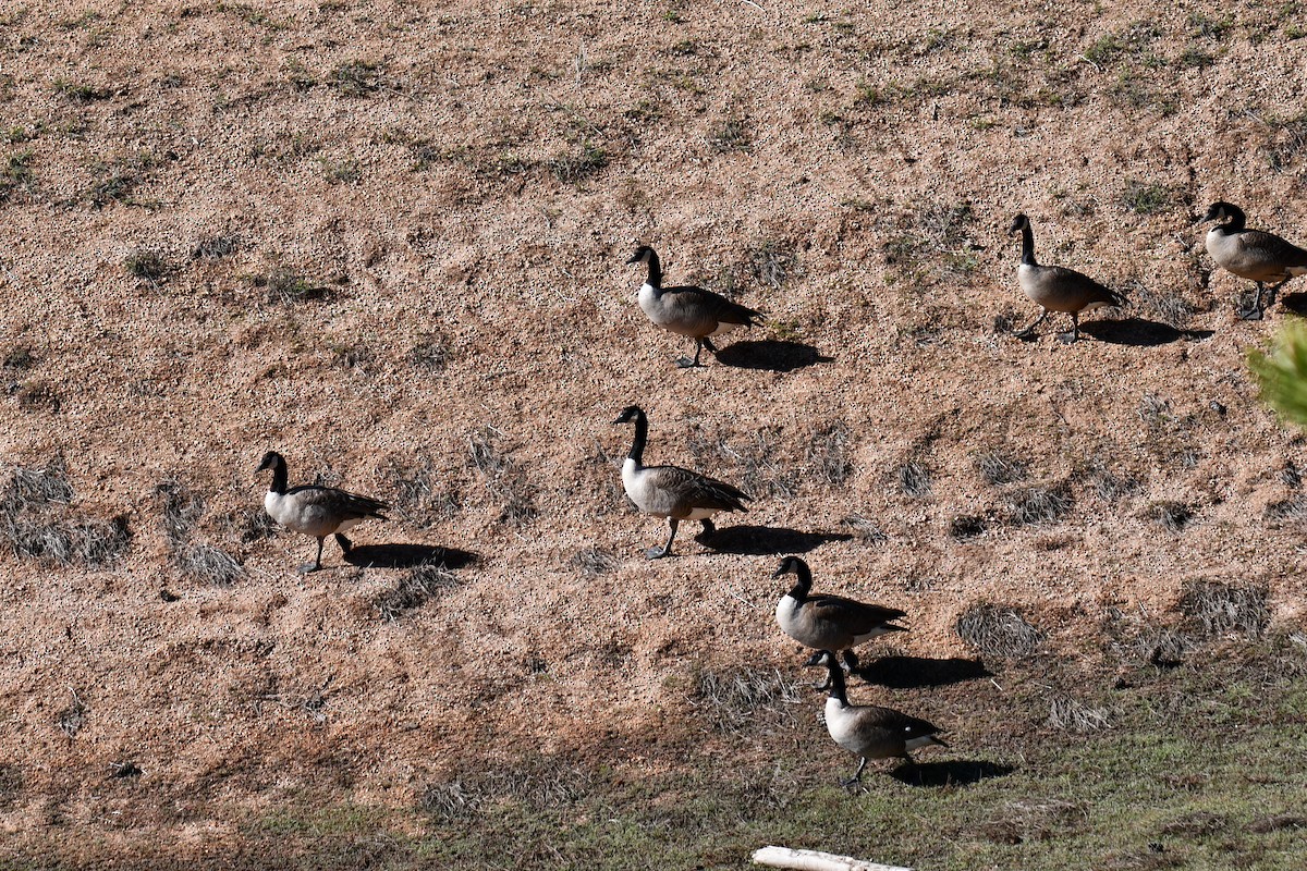 Canada Goose - ML638654638
