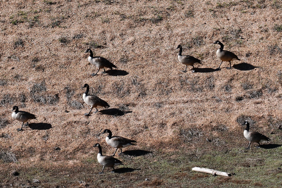 Canada Goose - ML638654639