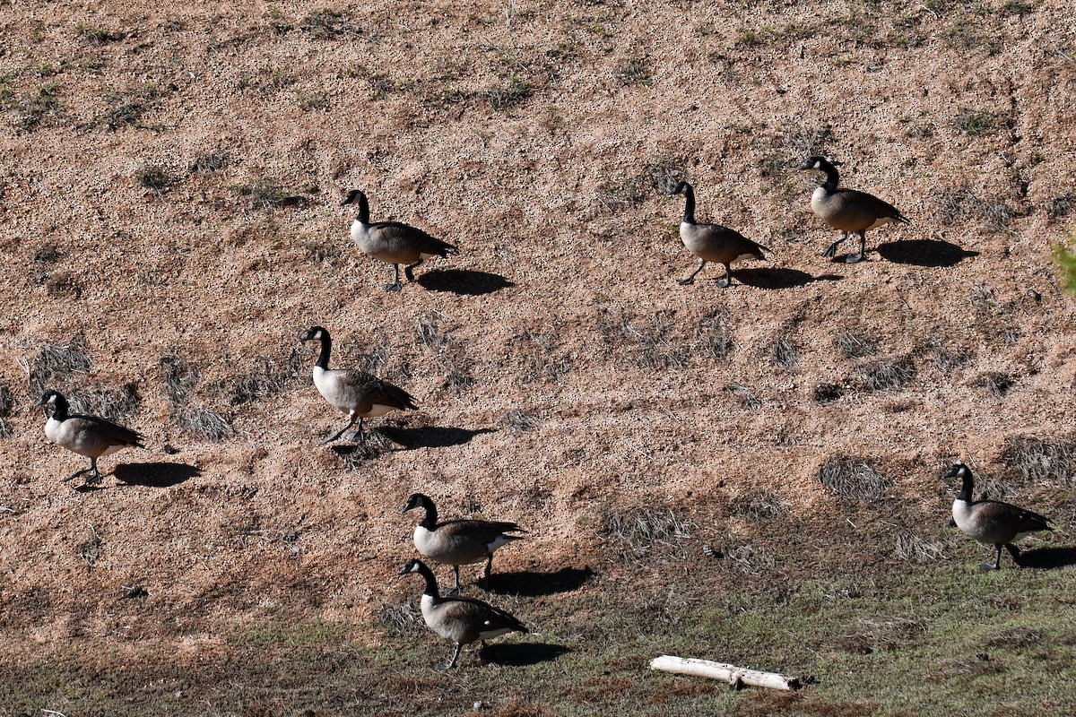 Canada Goose - ML638654640