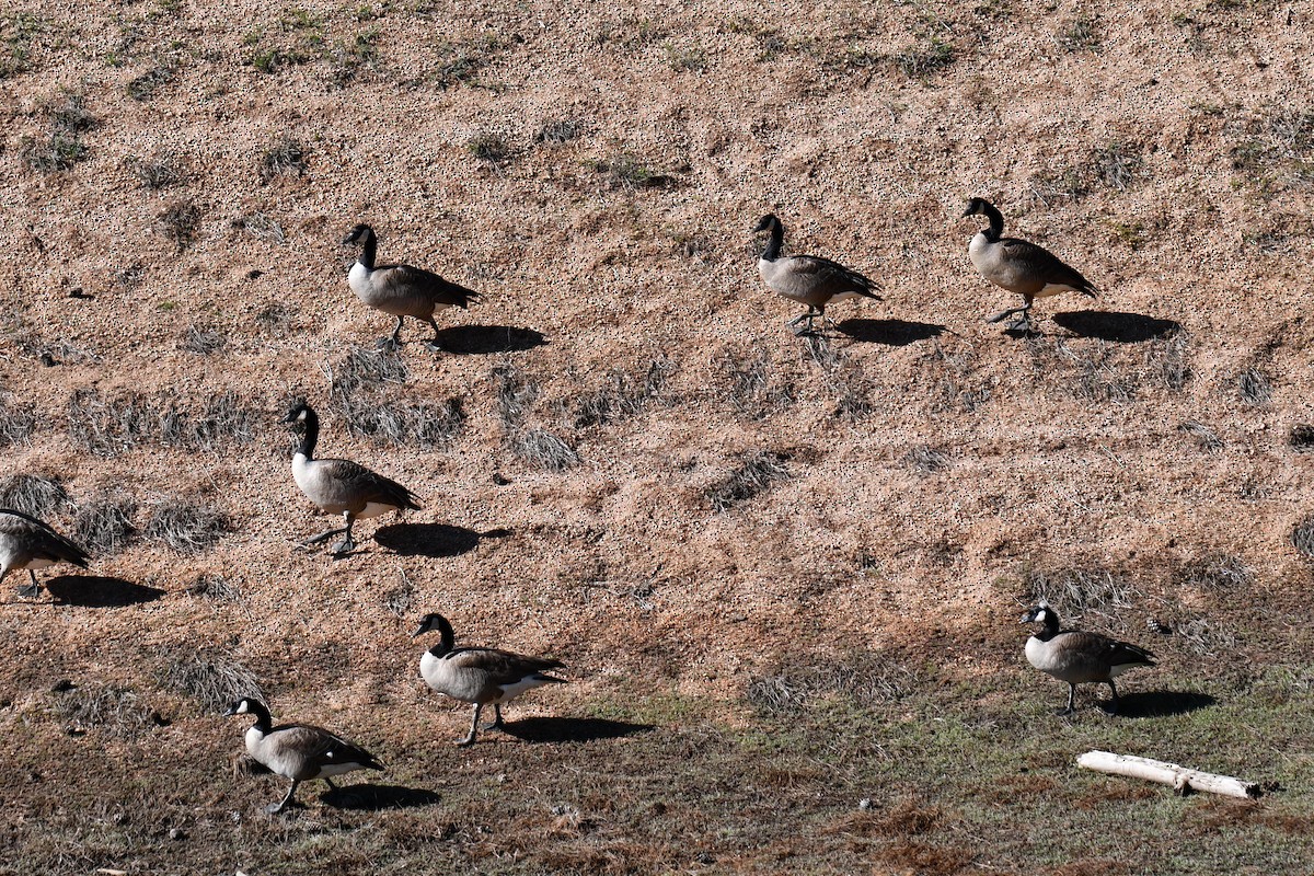 Canada Goose - ML638654643