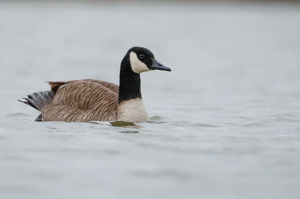 Canada Goose - ML638654674