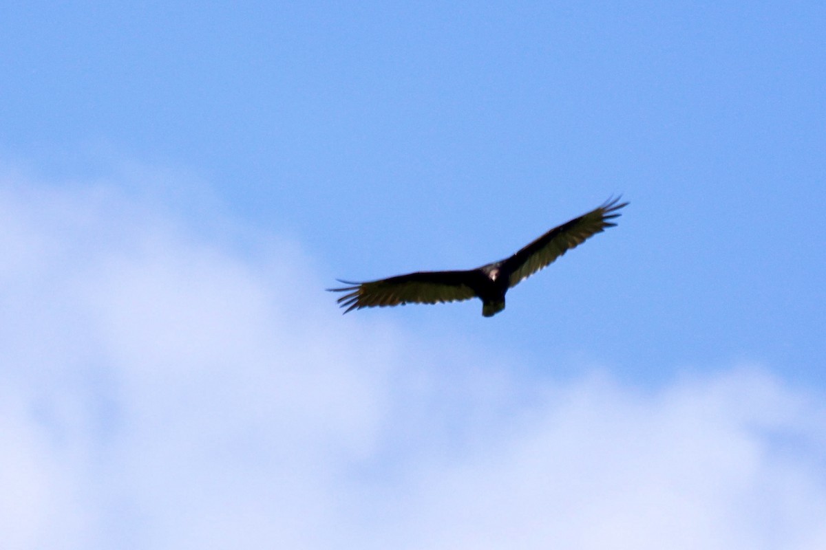Turkey Vulture - ML638654680