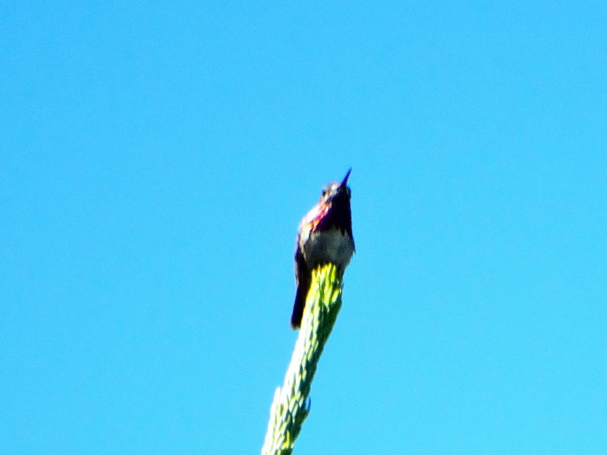 Calliope Hummingbird - ML638654688
