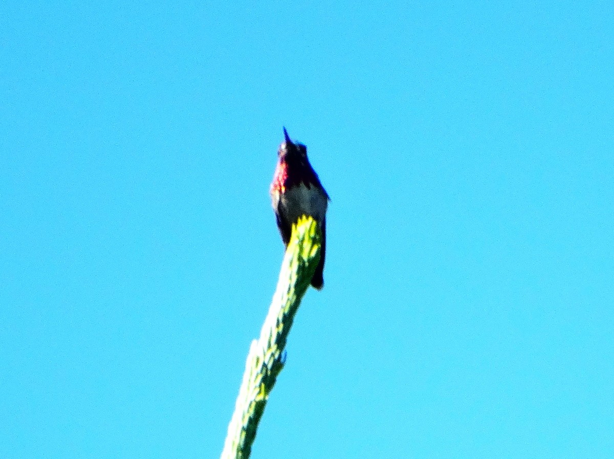 Calliope Hummingbird - ML638654697