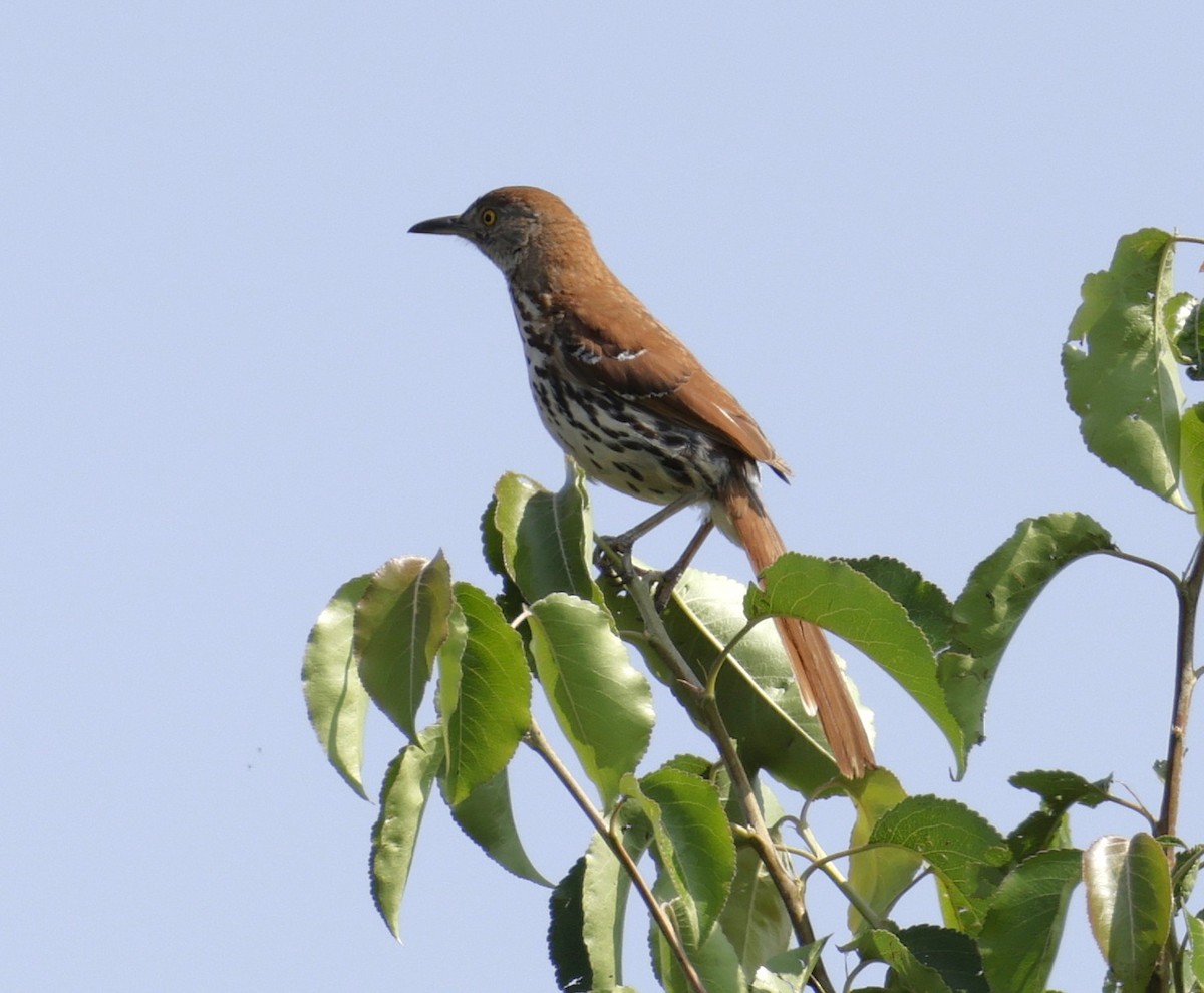 brunspottefugl - ML638654715