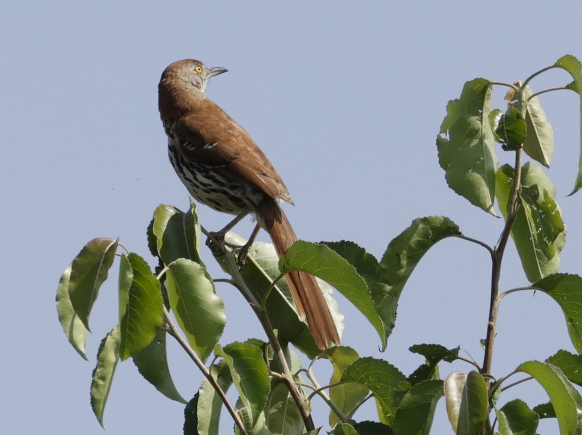 brunspottefugl - ML638654717