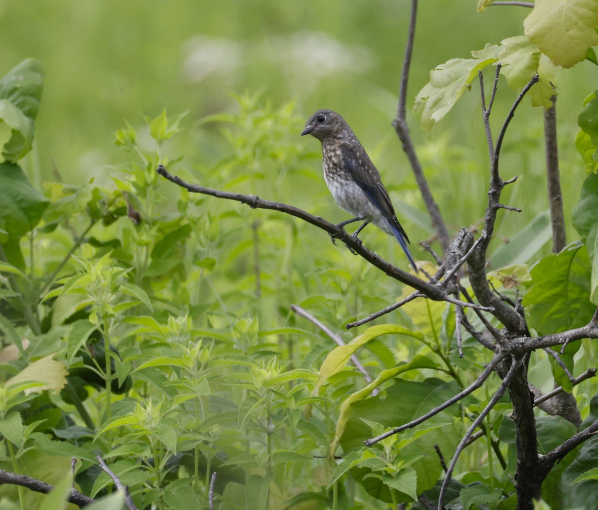 Eastern Bluebird - ML638654730