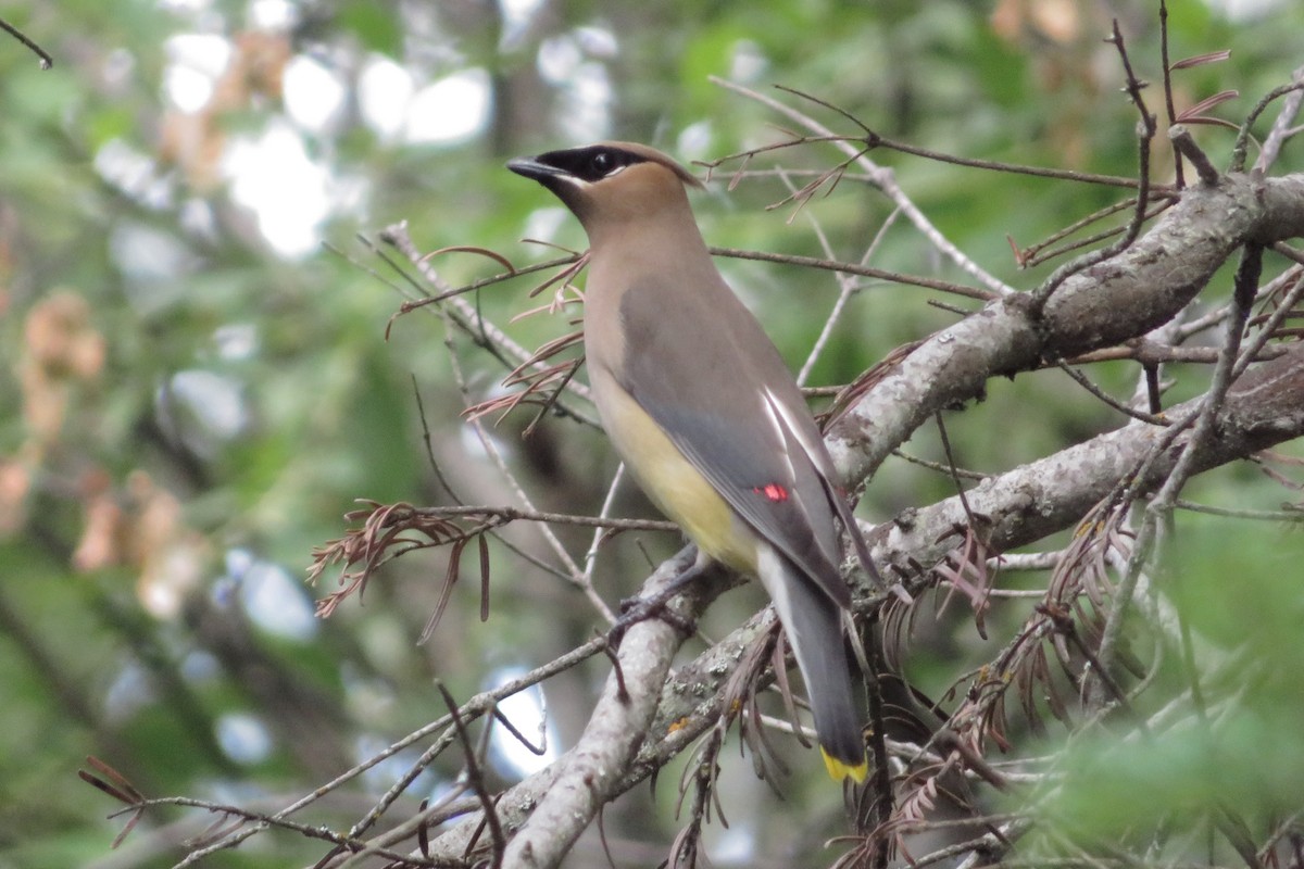 Cedar Waxwing - ML638654750