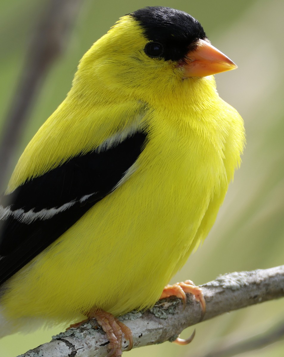 American Goldfinch - ML638654758