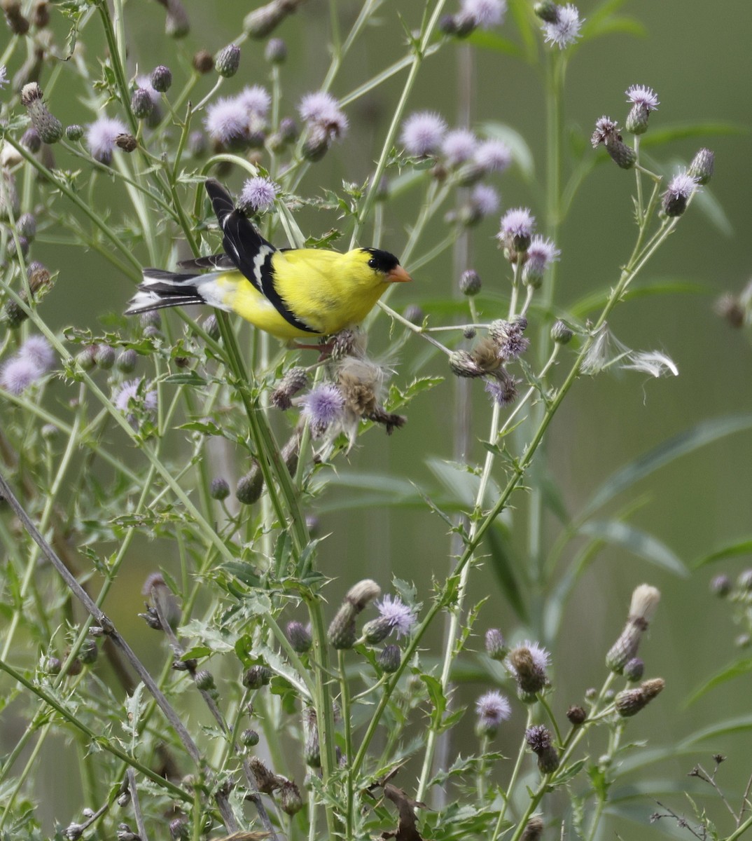 American Goldfinch - ML638654760