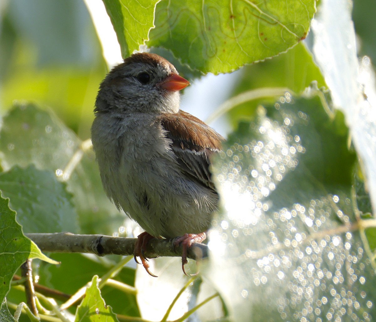 Field Sparrow - ML638654782