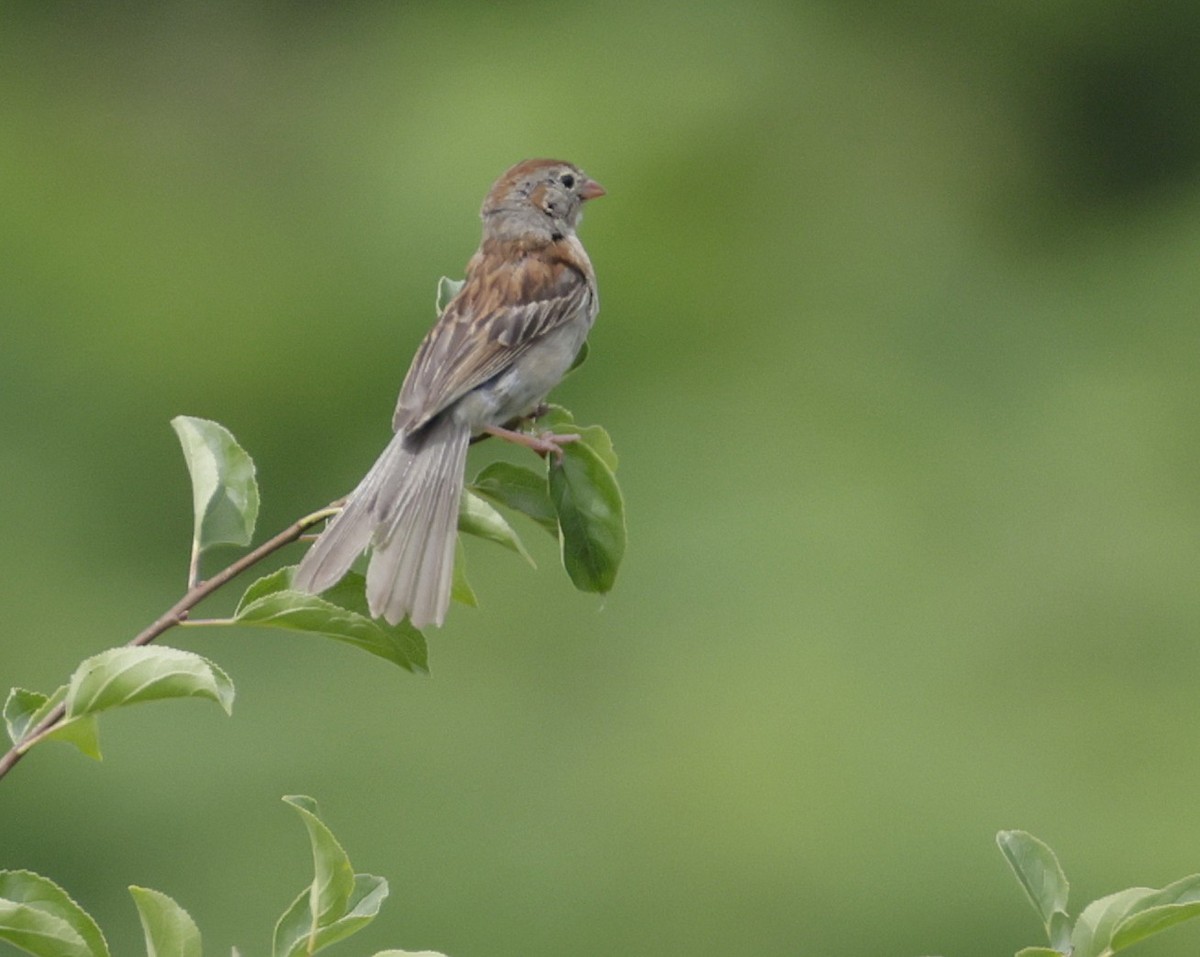 Field Sparrow - ML638654783
