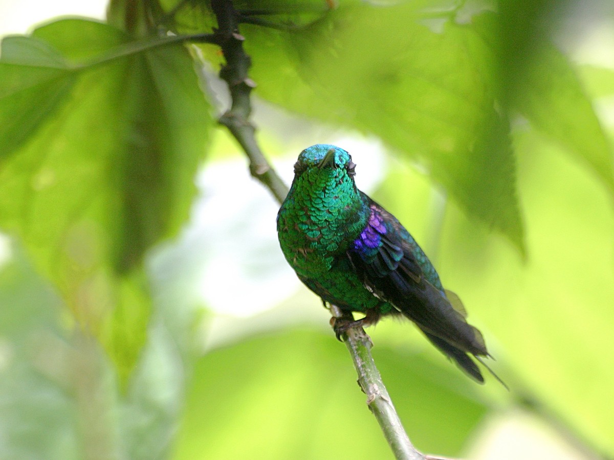 Crowned Woodnymph (Emerald-bellied) - ML638654848