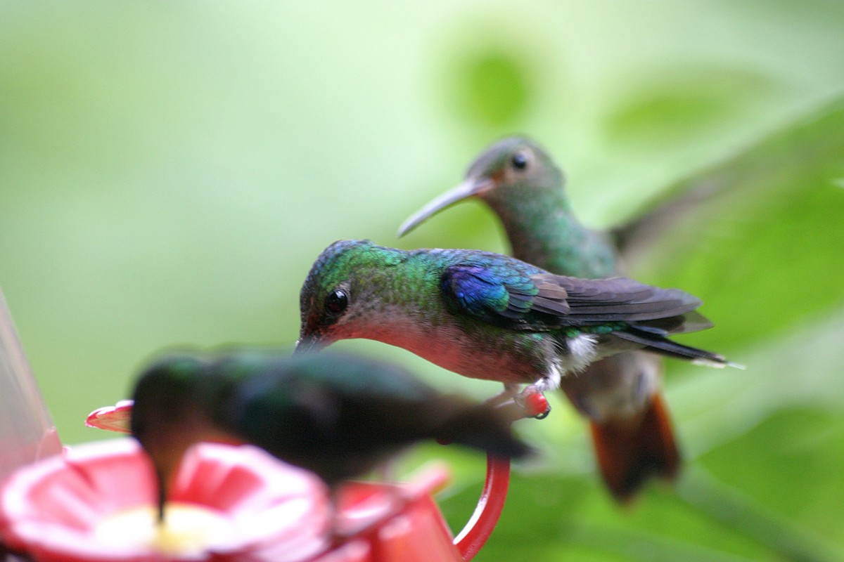 Crowned Woodnymph (Emerald-bellied) - ML638654850