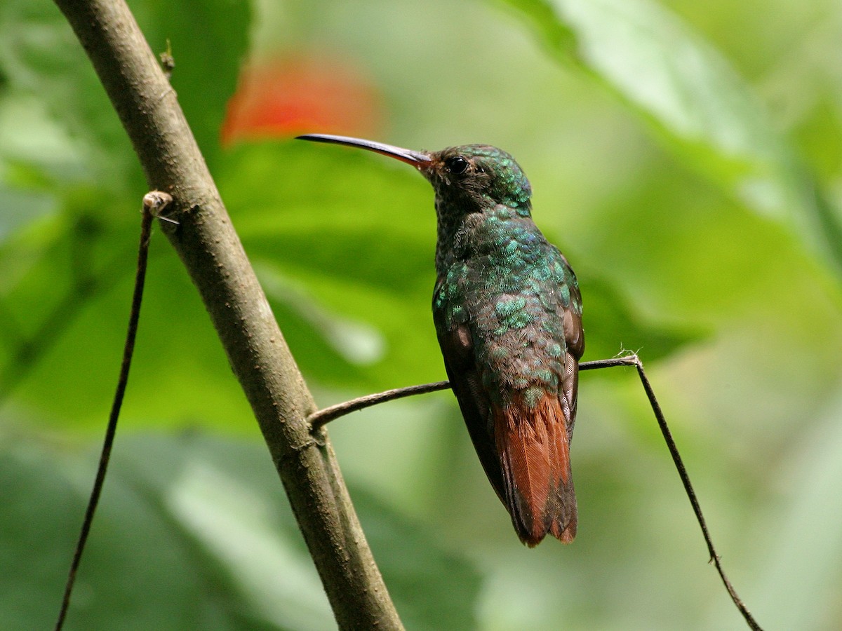 Rufous-tailed Hummingbird (Rufous-tailed) - ML638654865