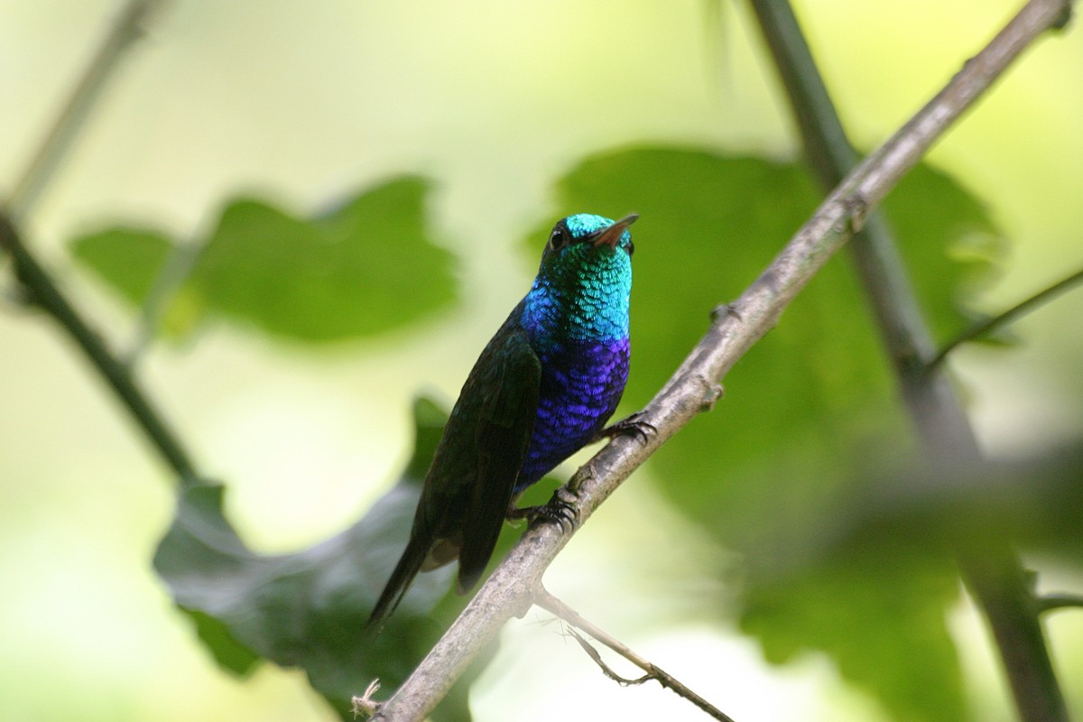 Violet-bellied Hummingbird - ML638654893