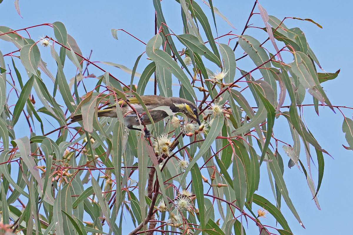 Mangrove Honeyeater - ML638654905