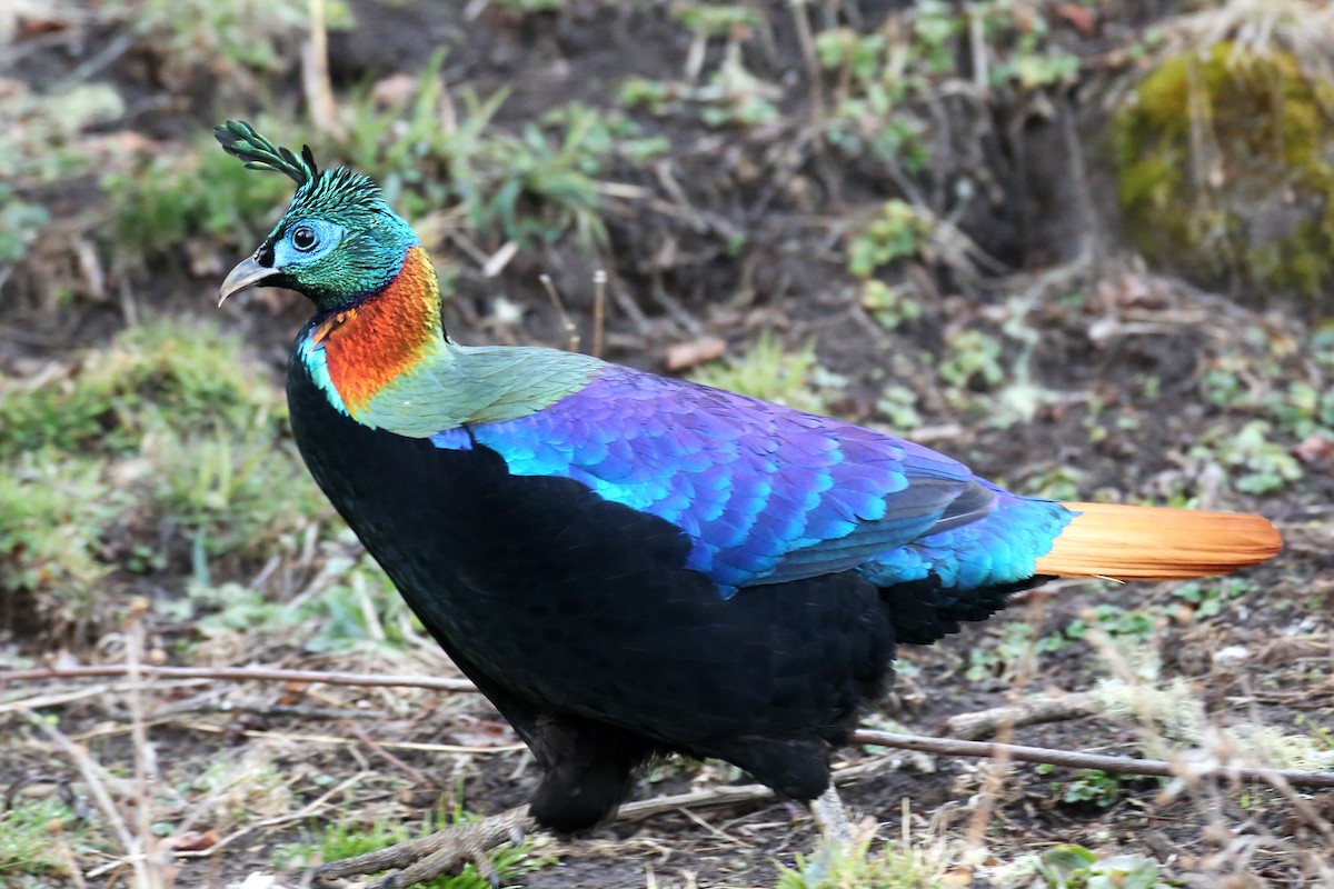 Himalayan Monal - ML638654914