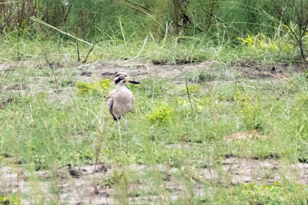 Great Thick-knee - ML638654972