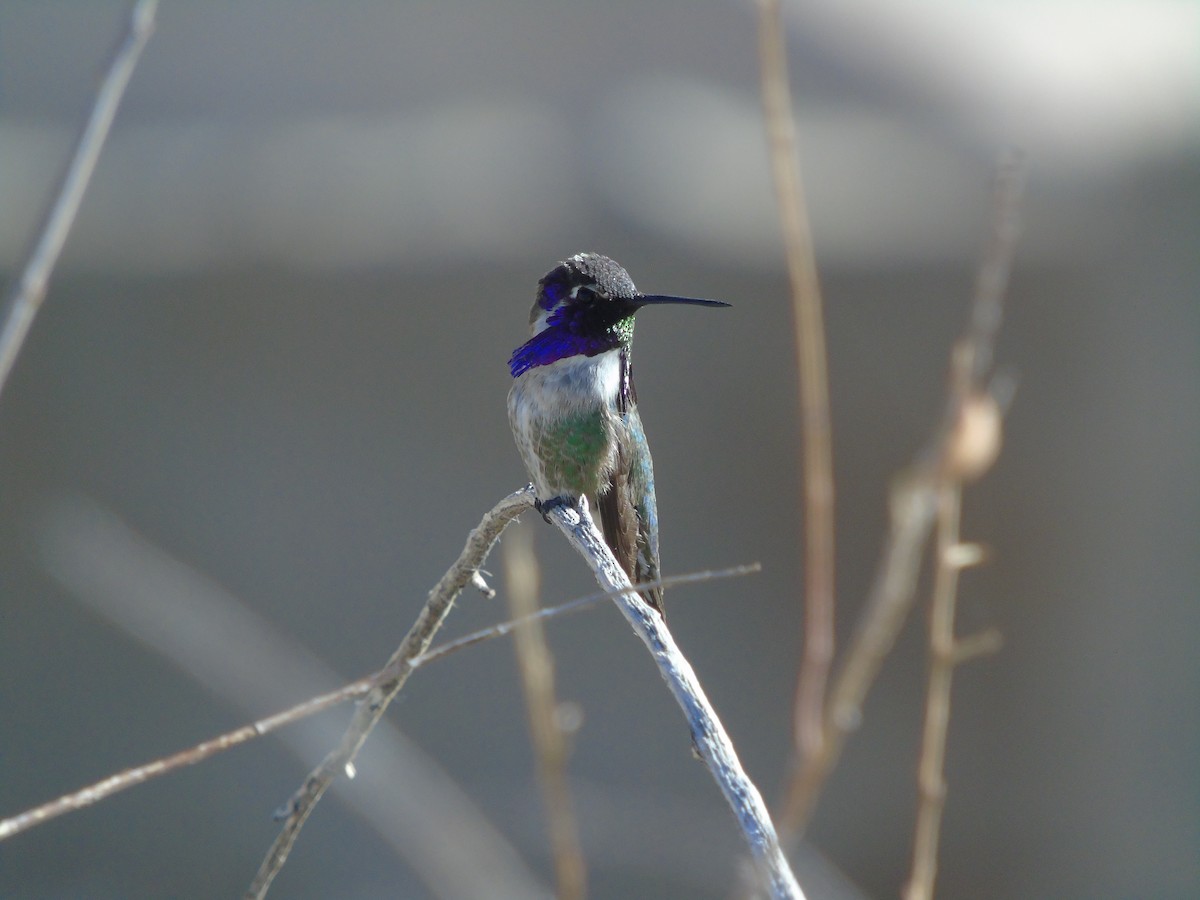 Costa's Hummingbird - ML638654982