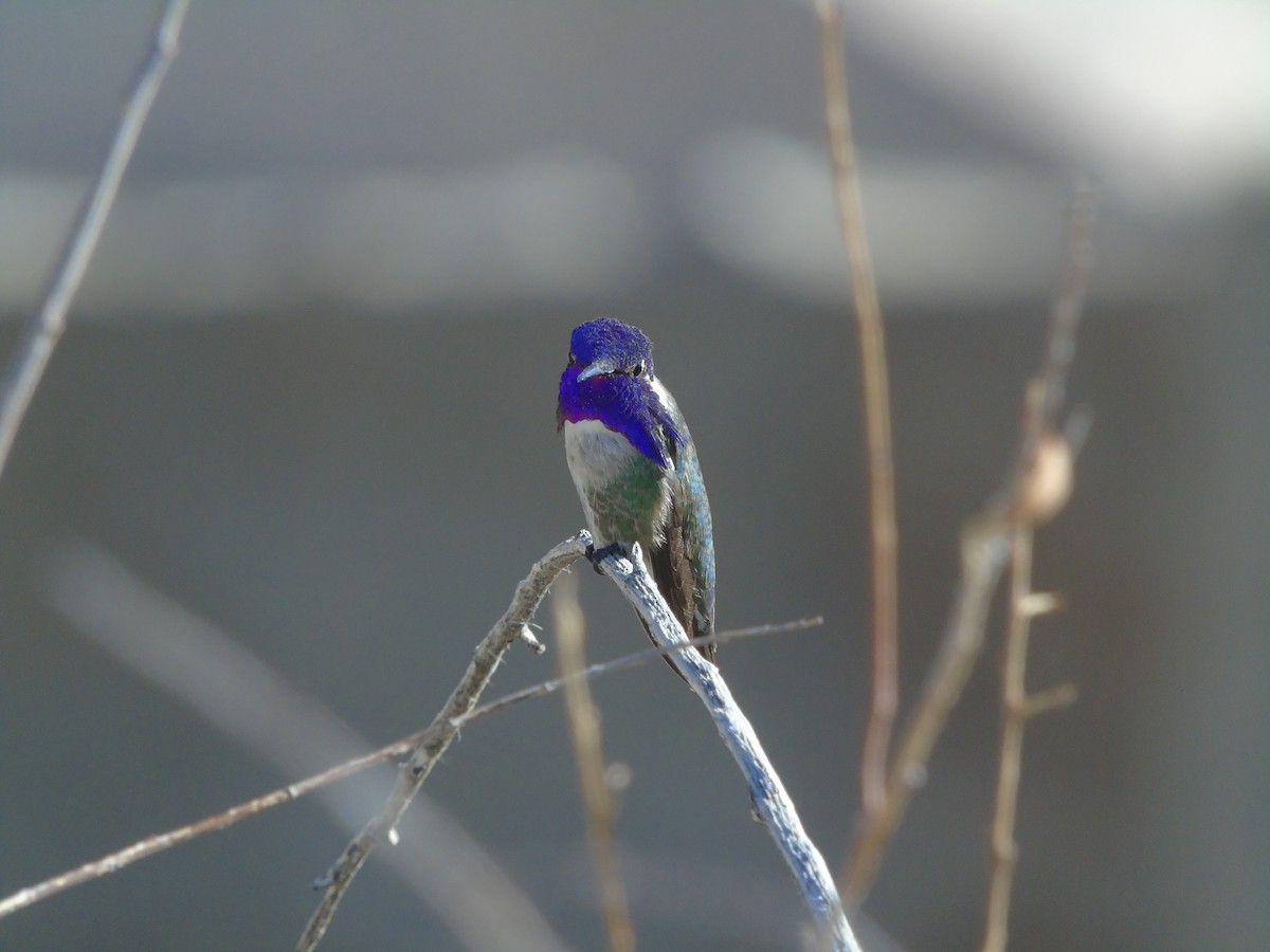 Costa's Hummingbird - ML638654983