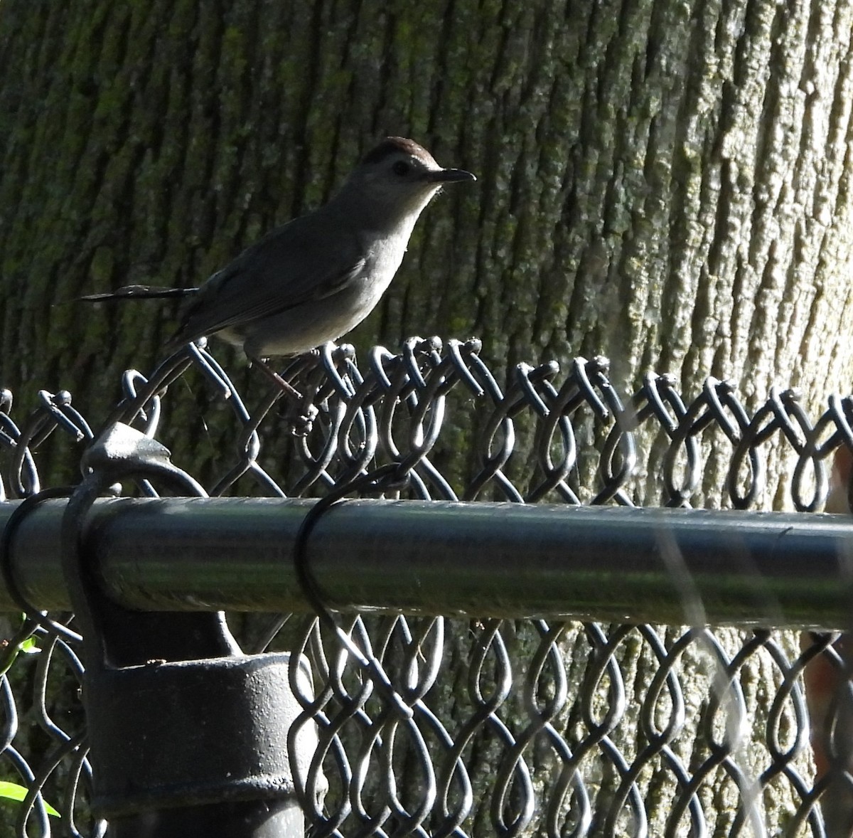 Gray Catbird - ML638654993