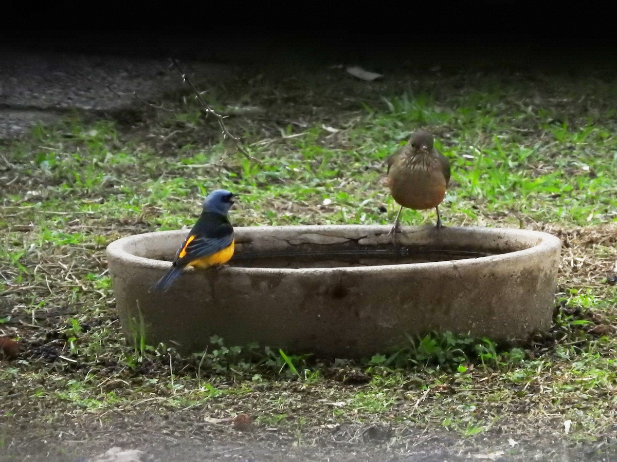 Blue-and-yellow Tanager - ML638655009