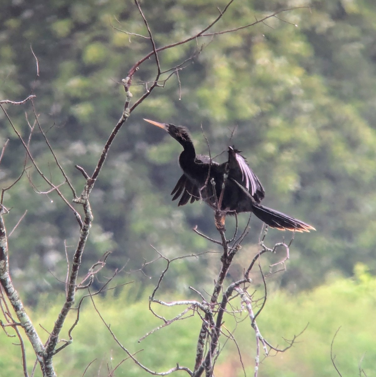 Anhinga amerikarra - ML638655050
