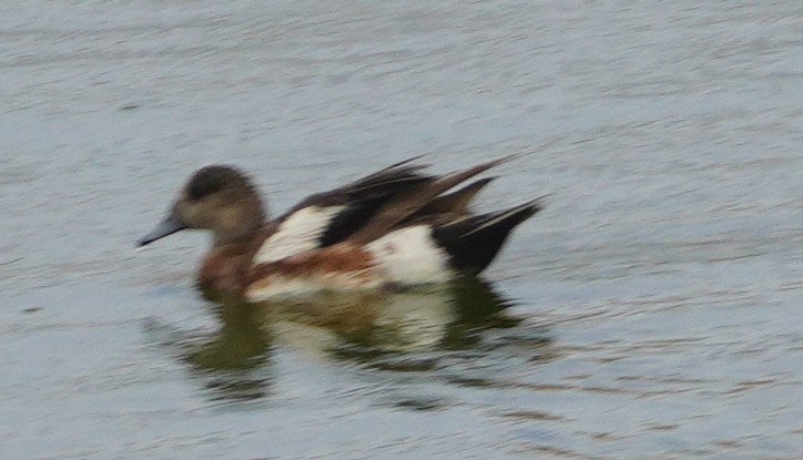 Canard d'Amérique - ML638655108