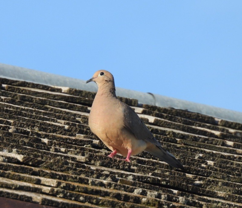 Mourning Dove - ML638655109