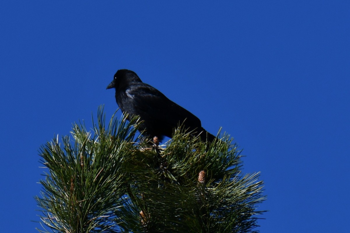 American Crow - ML638655139