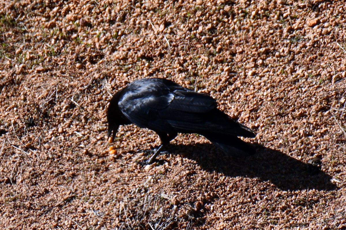 American Crow - ML638655141