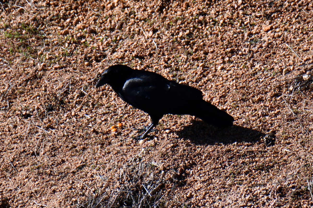 American Crow - ML638655142