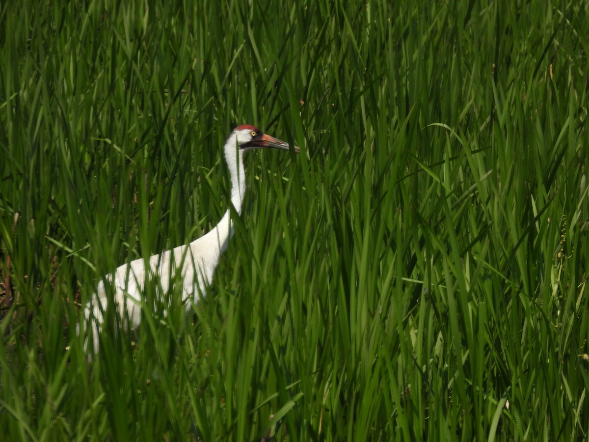 Whooping Crane - ML638655162