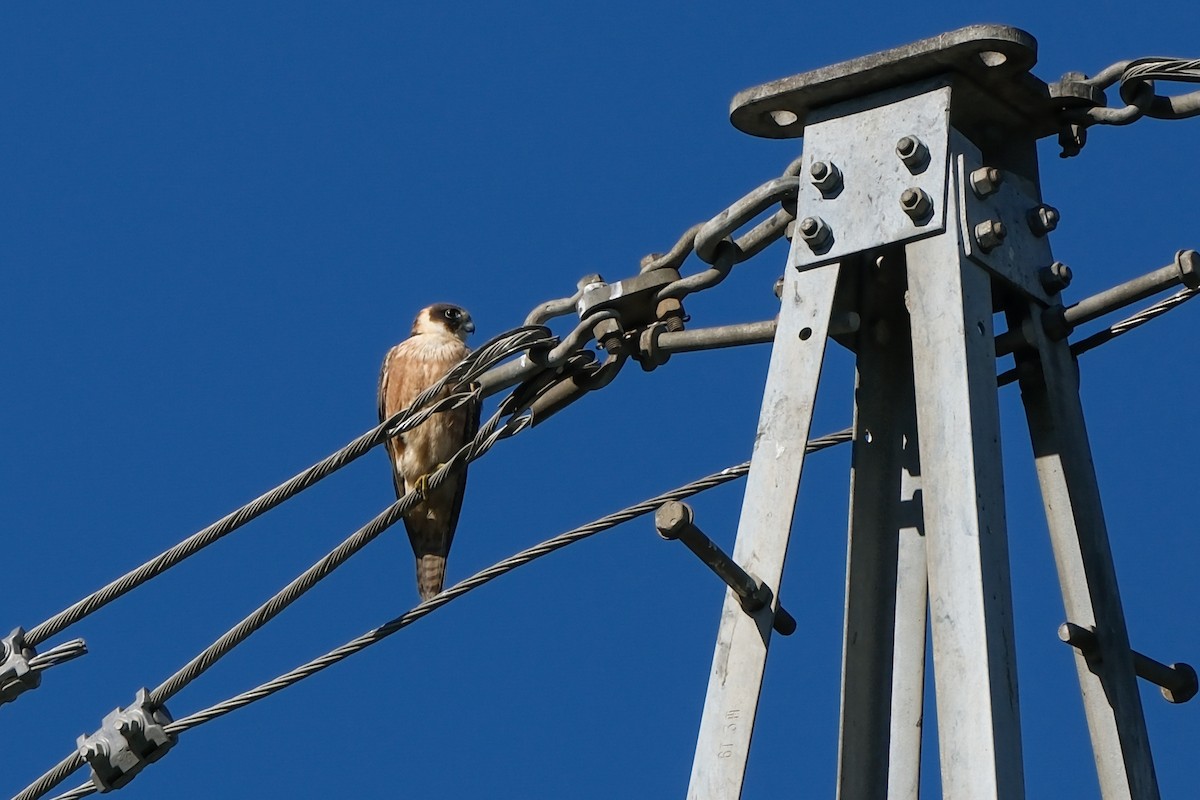 Australian Hobby - ML638655170