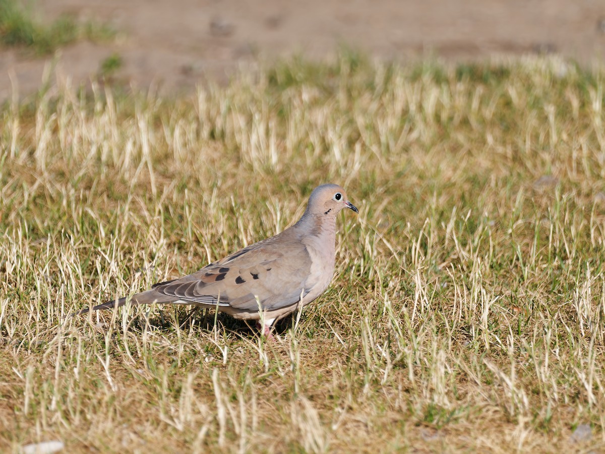 Mourning Dove - ML638655177