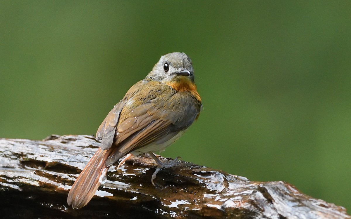 White-bellied Blue Flycatcher - ML638655182