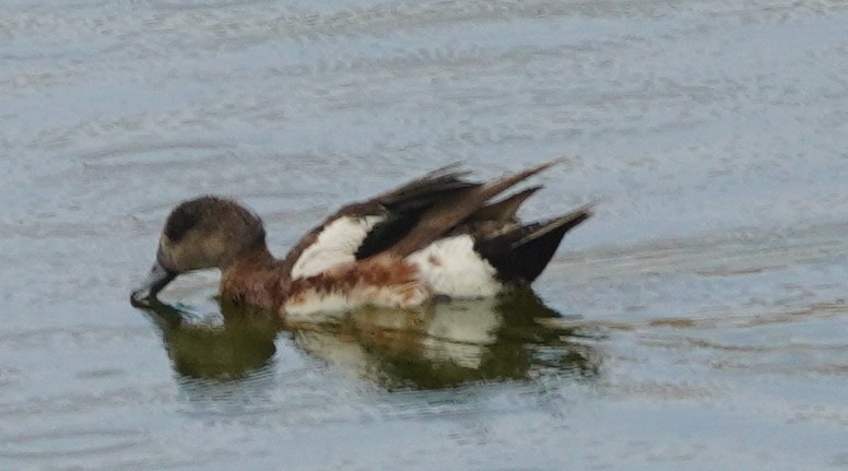 Canard d'Amérique - ML638655185