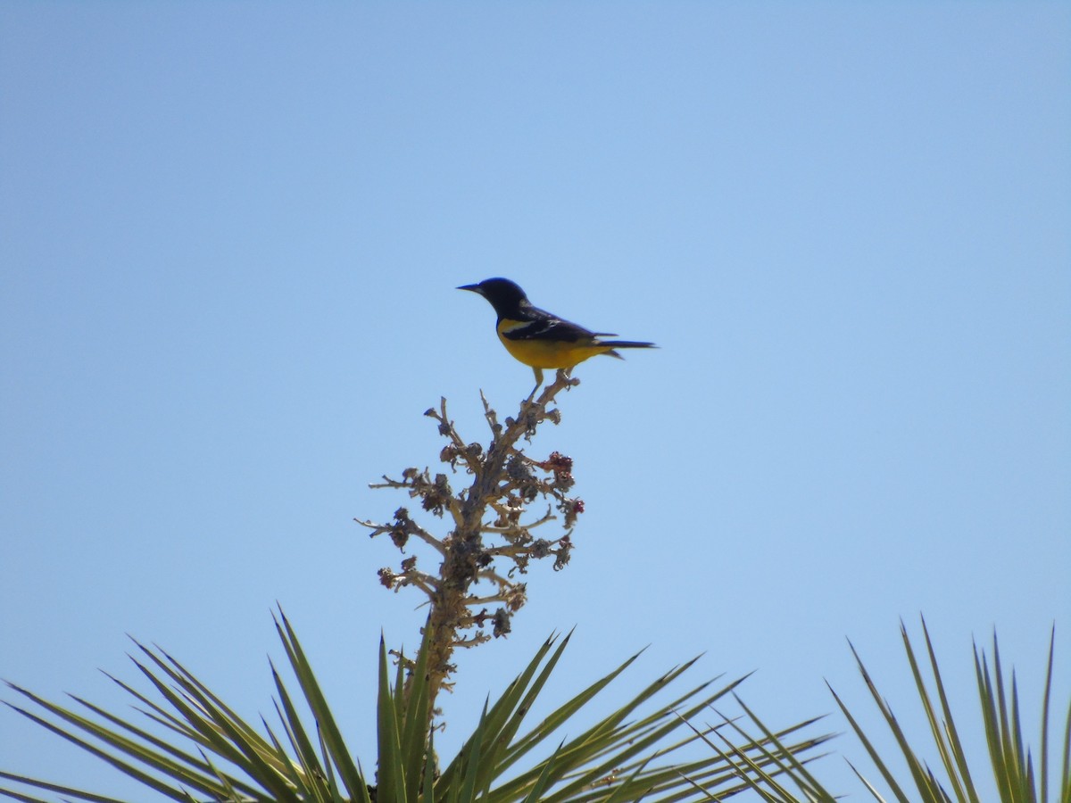Scott's Oriole - ML638655187