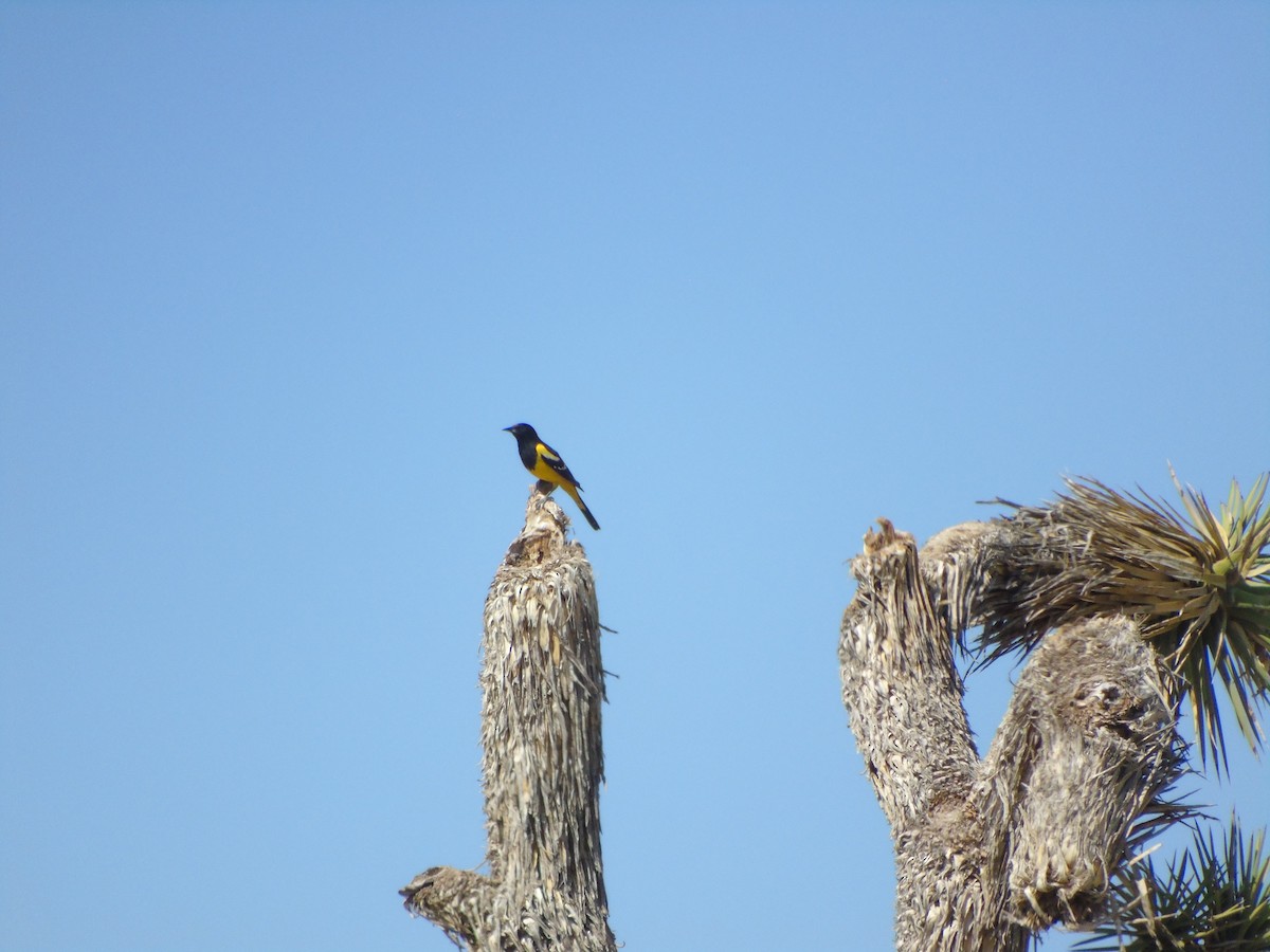 Scott's Oriole - ML638655188