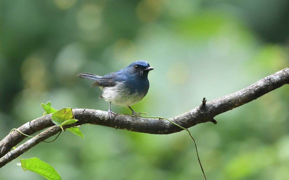 White-bellied Blue Flycatcher - ML638655189