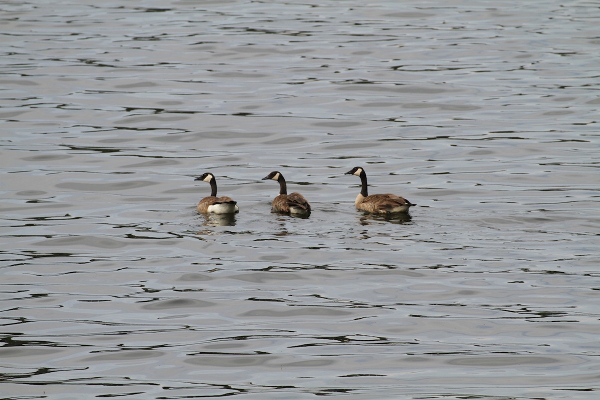 Canada Goose - ML638655224