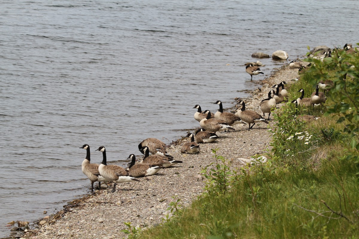 Canada Goose - ML638655225