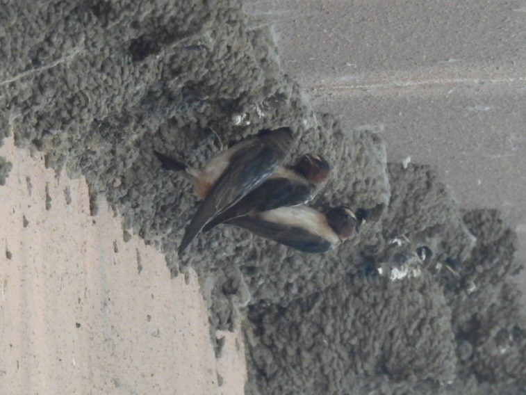 Cliff Swallow - ML638655228