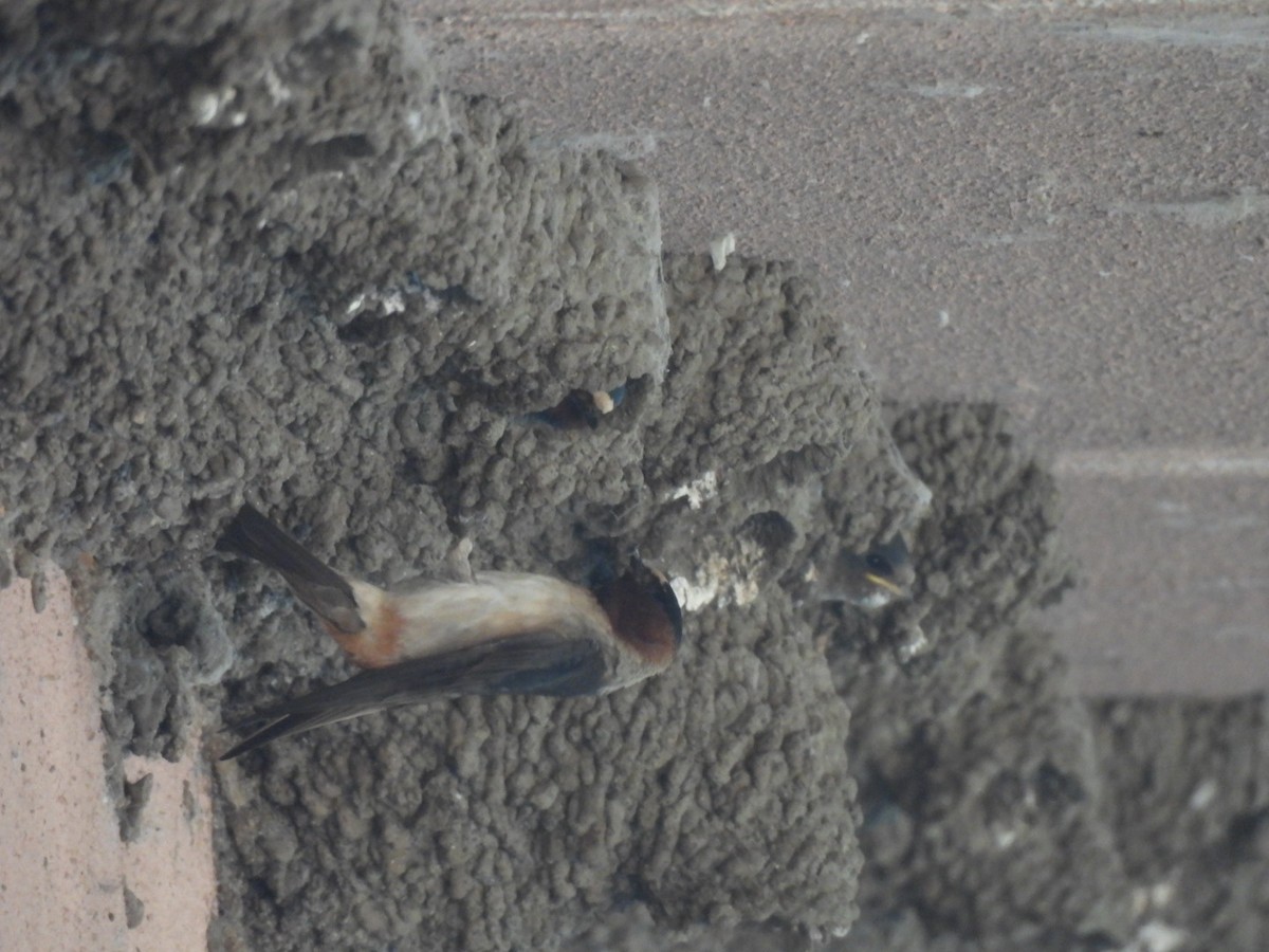 Cliff Swallow - ML638655229