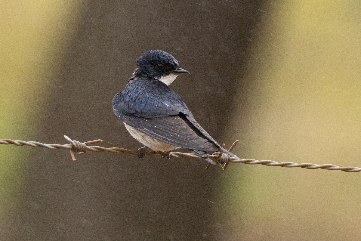 White-throated Swallow - ML638655256