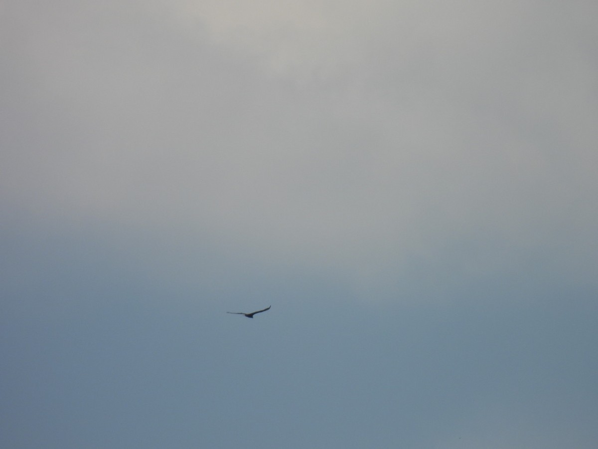 Turkey Vulture - ML638655281